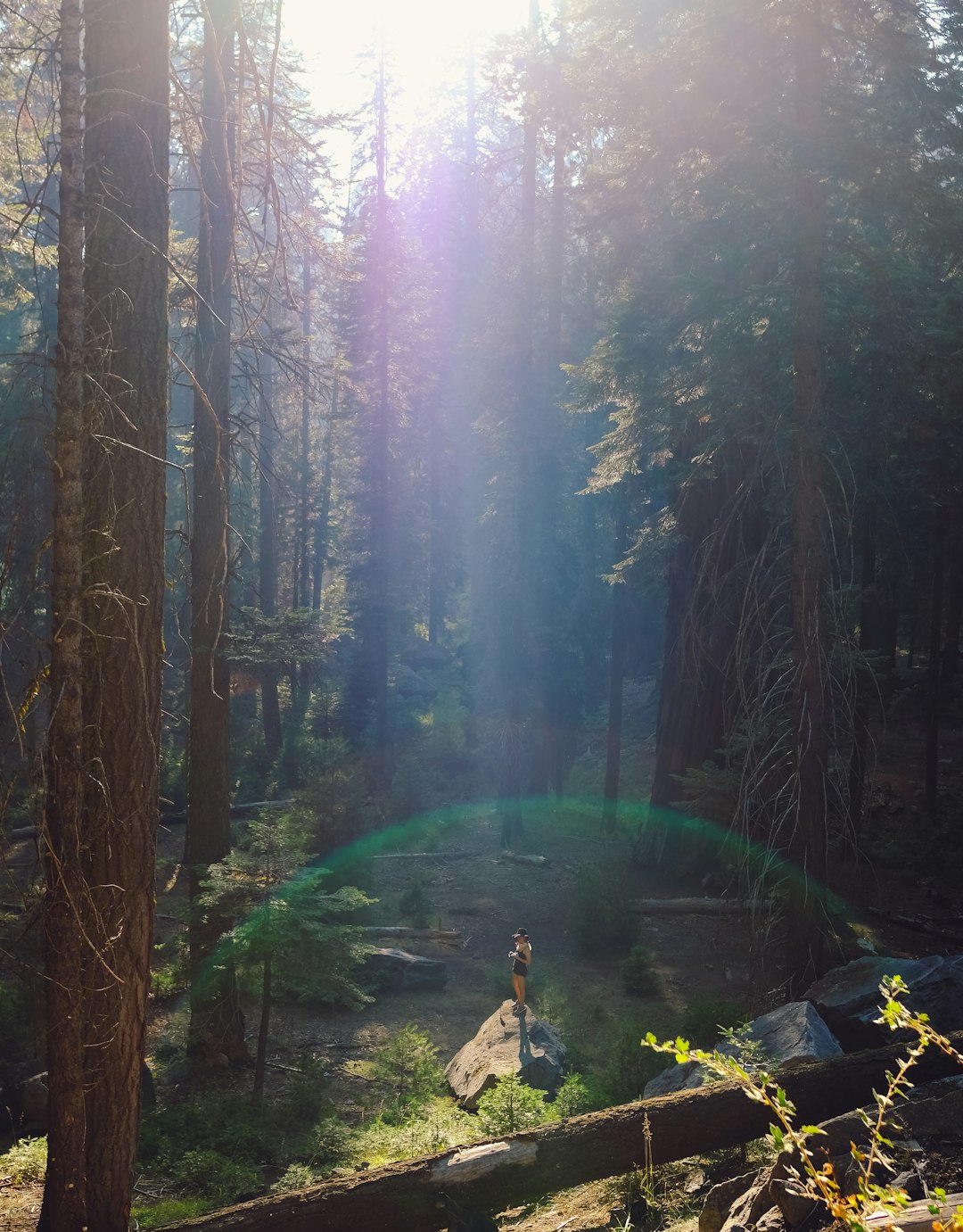 Forest photo spot Sequoia National Park Kings Canyon National Park