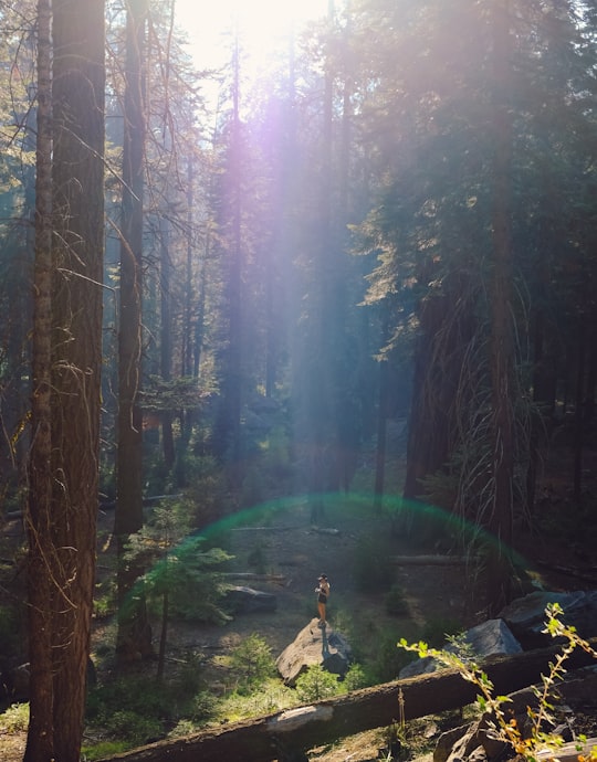 person in forest during daytime in Sequoia National Park United States