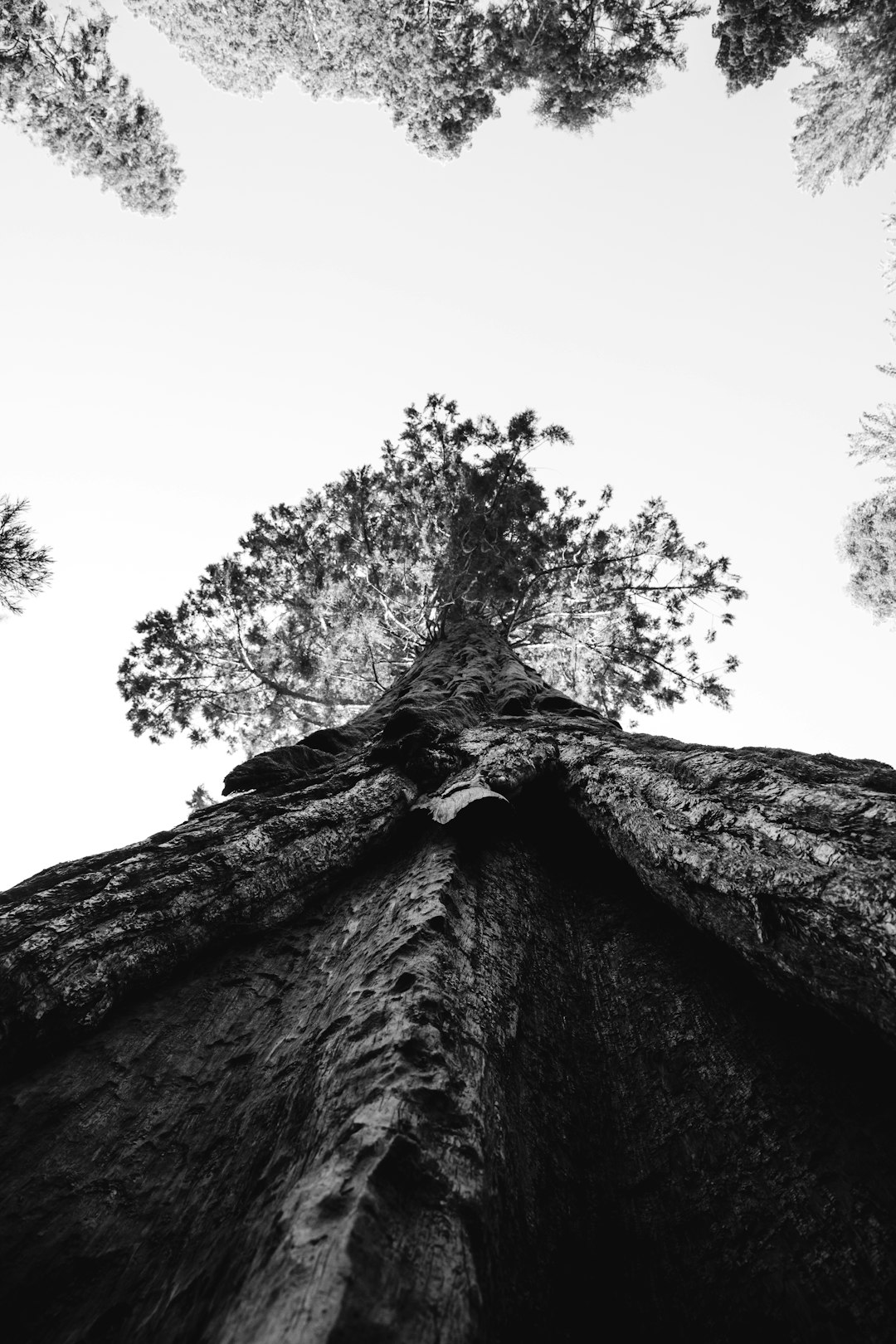 low angle and grayscale photography tree