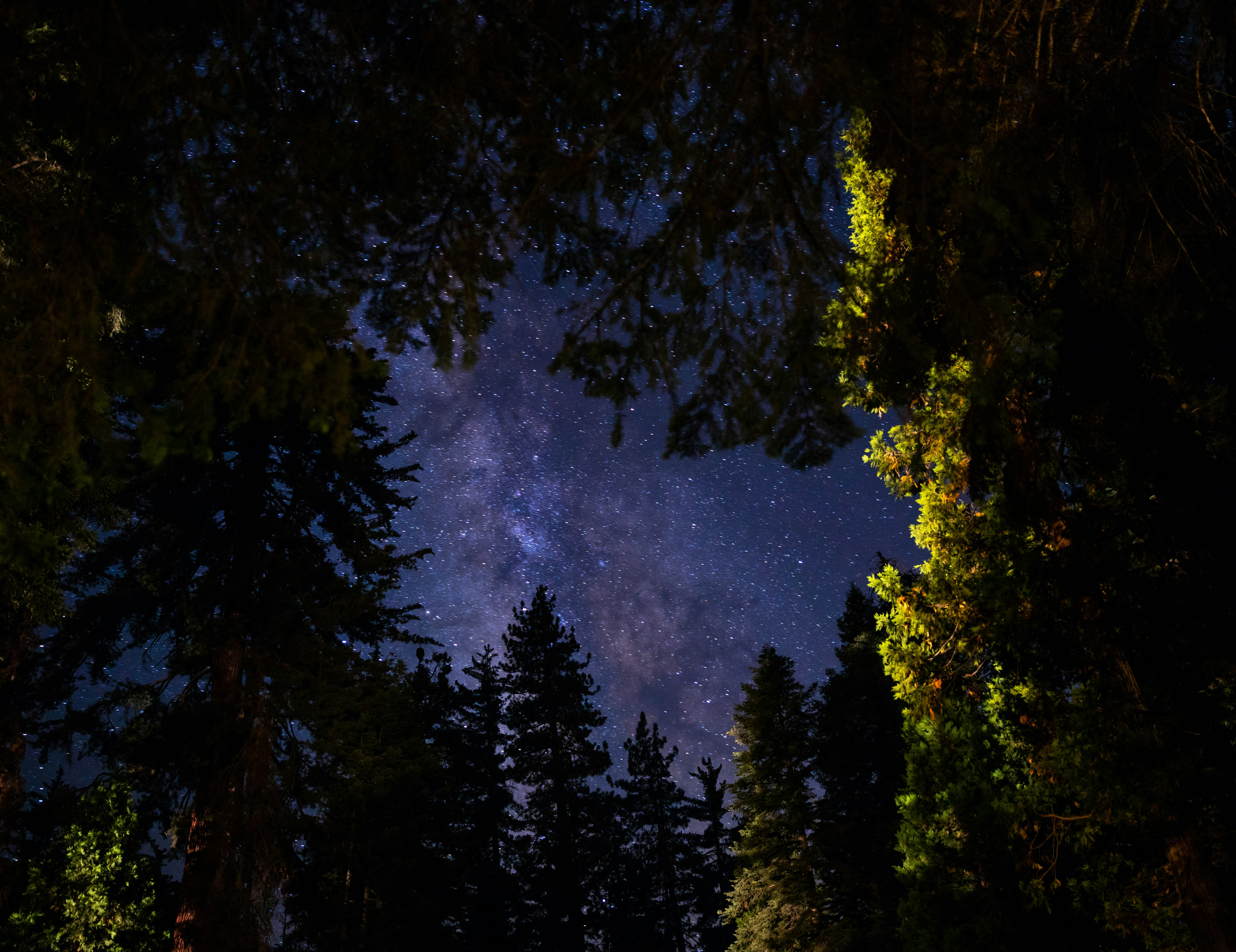 green trees during nigh time