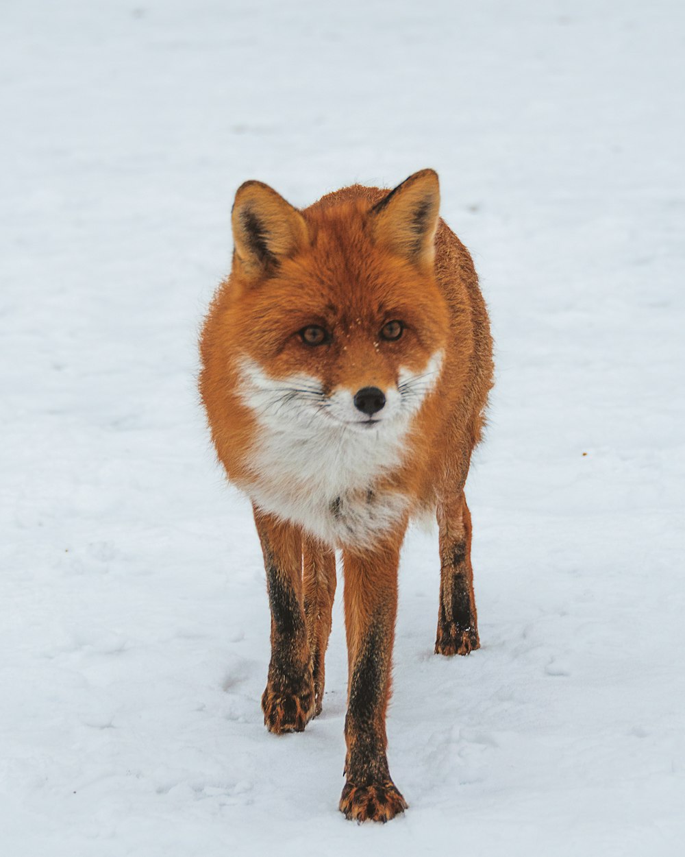 fox walking on snow field