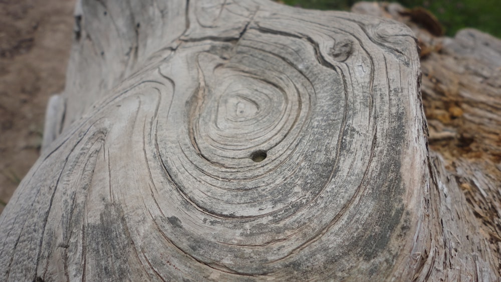 tronco de madera gris