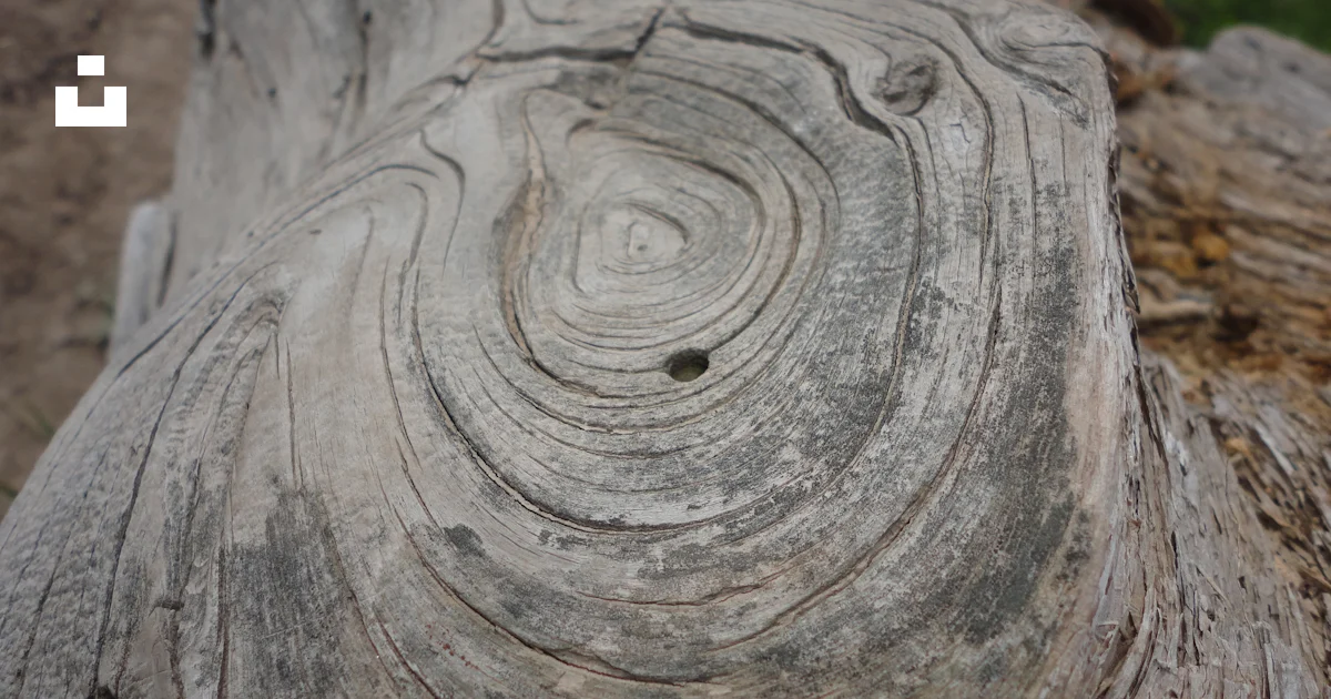 Gray wood log photo – Free Grey Image on Unsplash