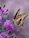 shallow focus photography of yellow and black butterfly