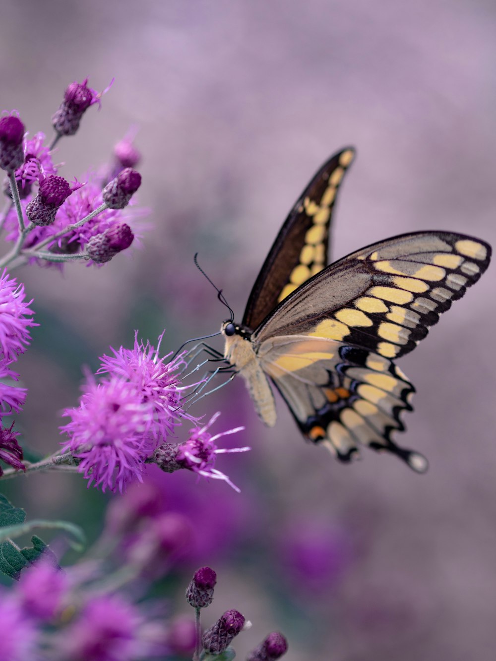 Fotografia de foco raso de borboleta amarela e preta