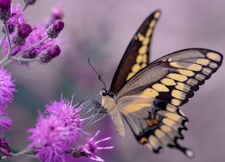 shallow focus photography of yellow and black butterfly