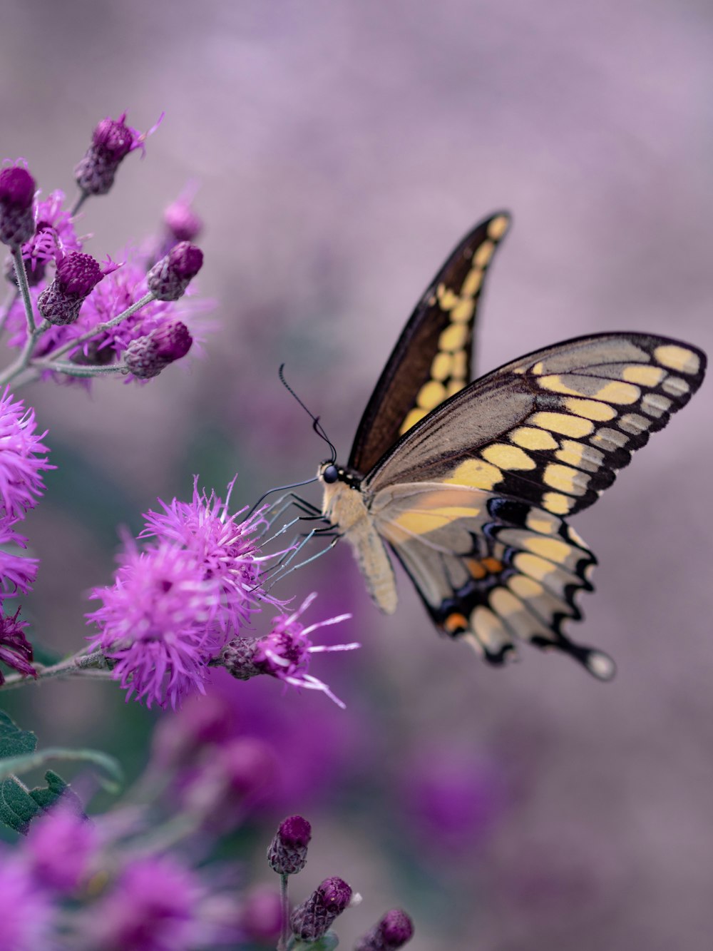 Photographie à mise au point peu profonde de papillon jaune et noir