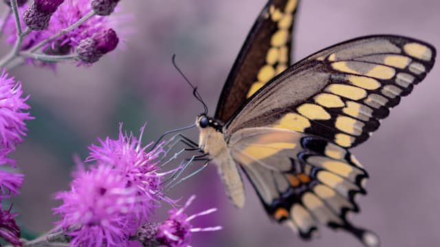 Schmetterling