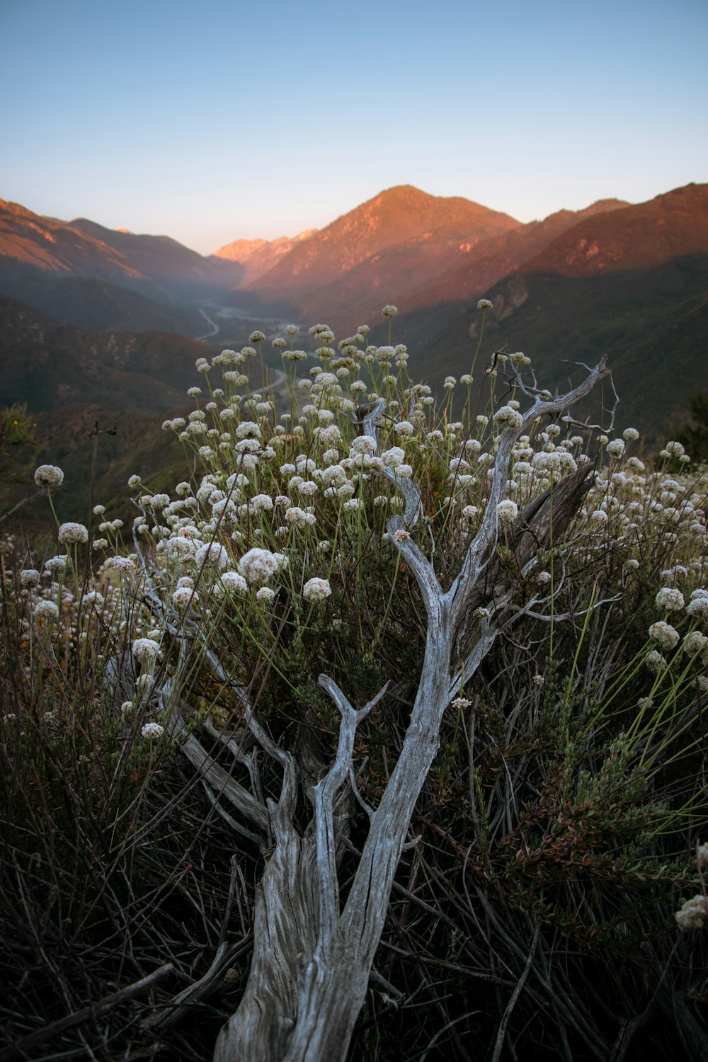 white petaled flower on gray trunk during daytime