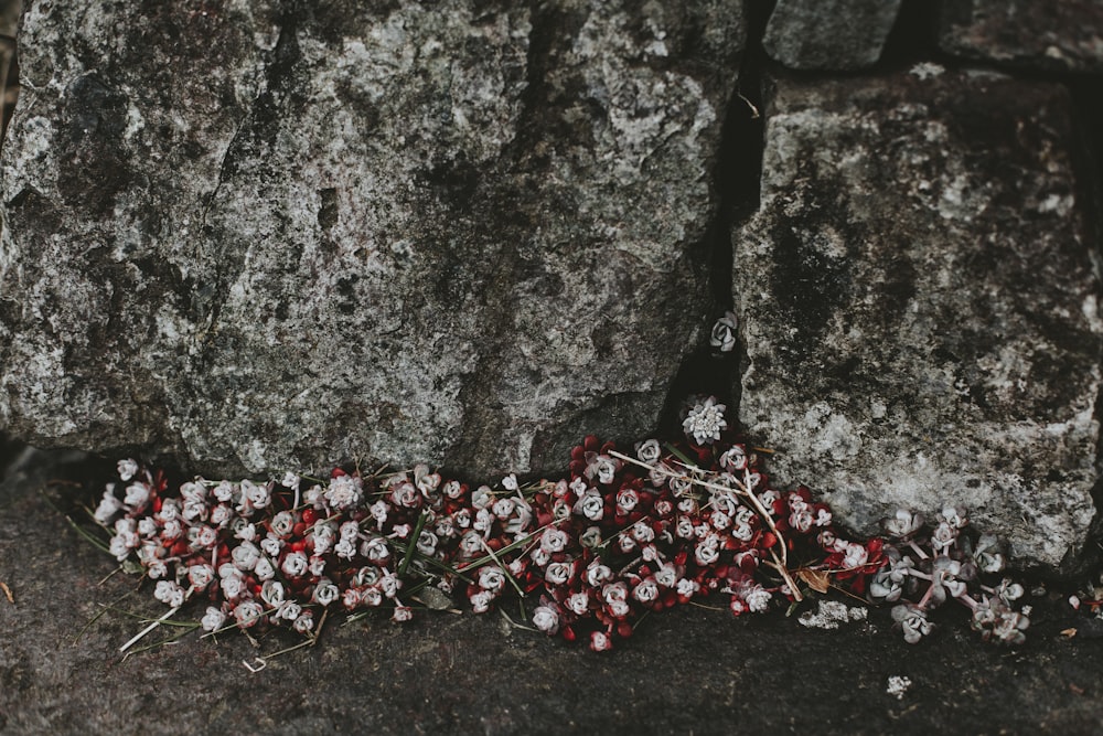 flor de pétalos blancos bajo rocas grises