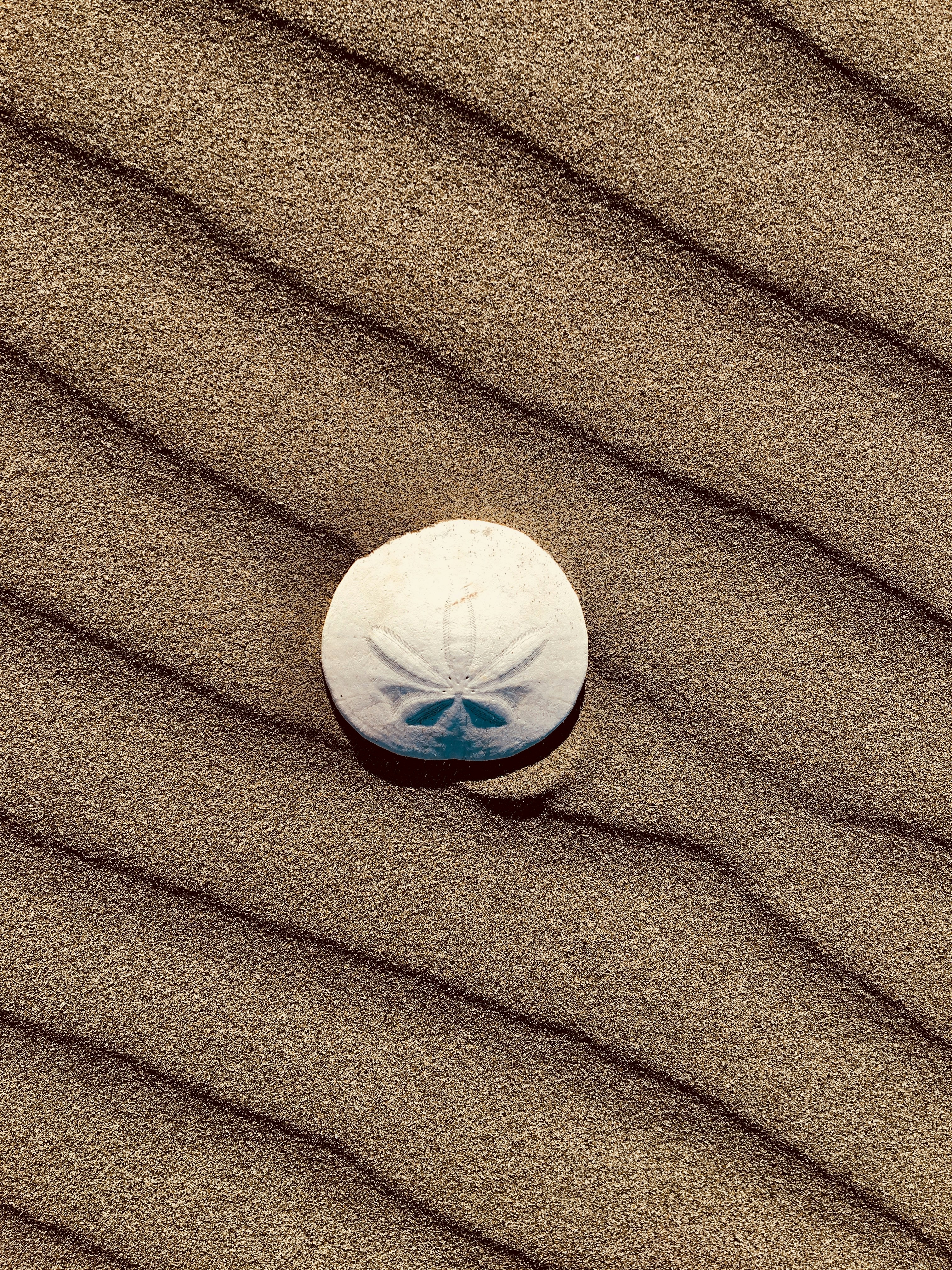 dollar de sable sur le sable