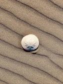 Close-up of a sand dollar resting on a tide pool rock, symbolizing renewal