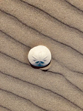 A close-up of a sand dollar resting gently on a sunlit beach.