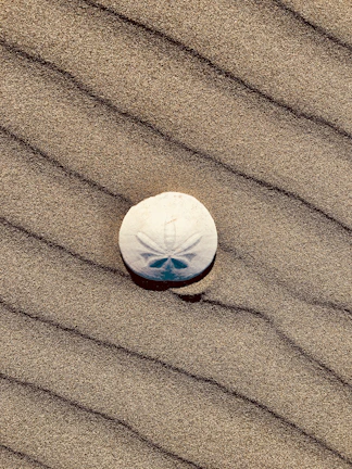Close-up of a sand dollar resting on a tide pool rock, symbolizing renewal
