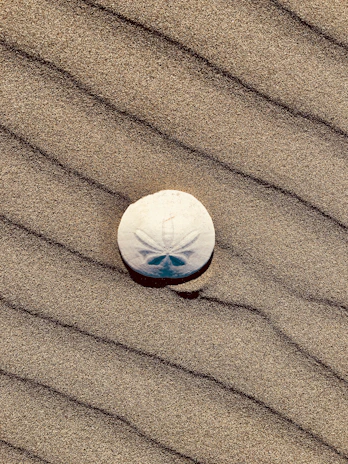A close-up of a sand dollar resting gently on a sunlit beach.