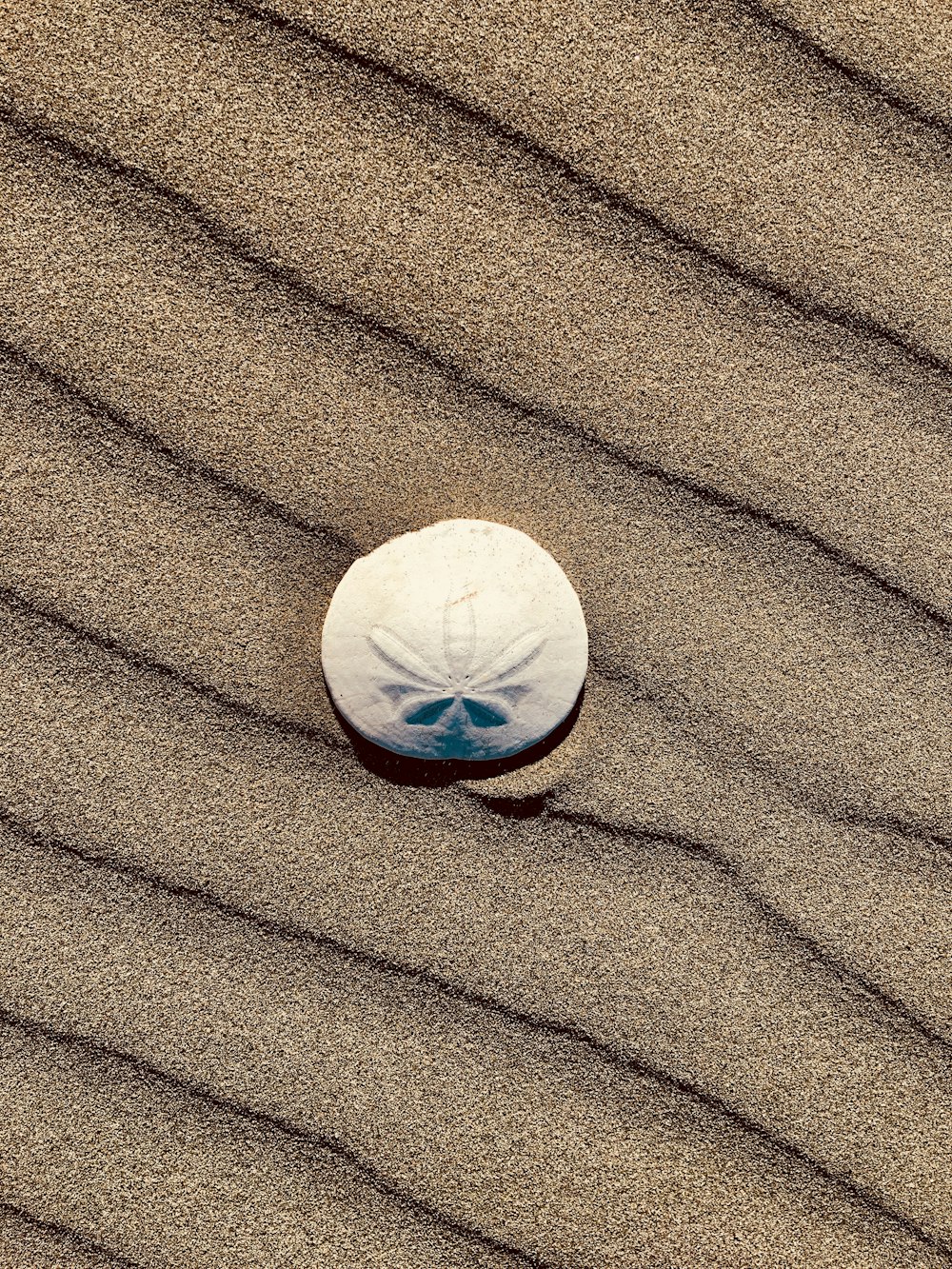 sand dollar on sand