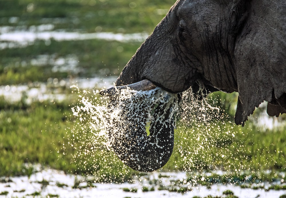 gray elephant drinking water during daytime