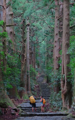 A lush, green forest scene with tall trees lining a stone pathway that recedes into the distance. Two backpackers with colored covers on their backpacks stand on the path, taking in the surroundings. The trees are dense, and the canopy creates a serene, shaded environment.