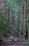 A lush, green forest scene with tall trees lining a stone pathway that recedes into the distance. Two backpackers with colored covers on their backpacks stand on the path, taking in the surroundings. The trees are dense, and the canopy creates a serene, shaded environment.