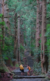 A lush, green forest scene with tall trees lining a stone pathway that recedes into the distance. Two backpackers with colored covers on their backpacks stand on the path, taking in the surroundings. The trees are dense, and the canopy creates a serene, shaded environment.