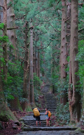 A lush, green forest scene with tall trees lining a stone pathway that recedes into the distance. Two backpackers with colored covers on their backpacks stand on the path, taking in the surroundings. The trees are dense, and the canopy creates a serene, shaded environment.