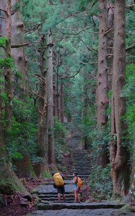 A lush, green forest scene with tall trees lining a stone pathway that recedes into the distance. Two backpackers with colored covers on their backpacks stand on the path, taking in the surroundings. The trees are dense, and the canopy creates a serene, shaded environment.
