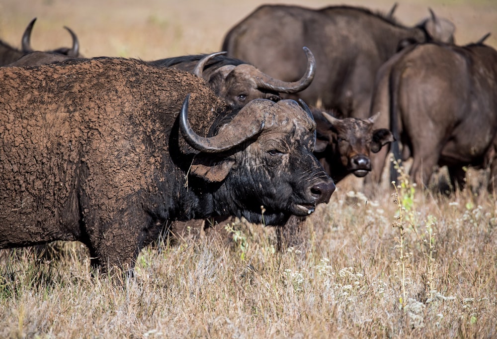 group of black water buffaloes at the field