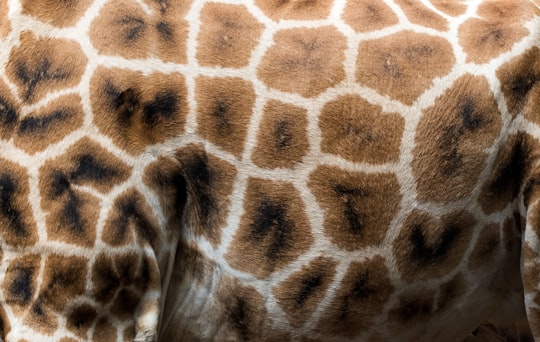 brown, white, and black textile in Giraffe Centre Kenya