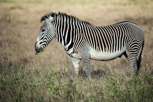 shallow focus photography of zebra