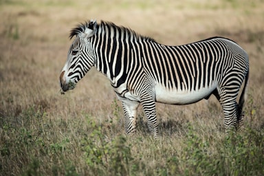 shallow focus photography of zebra
