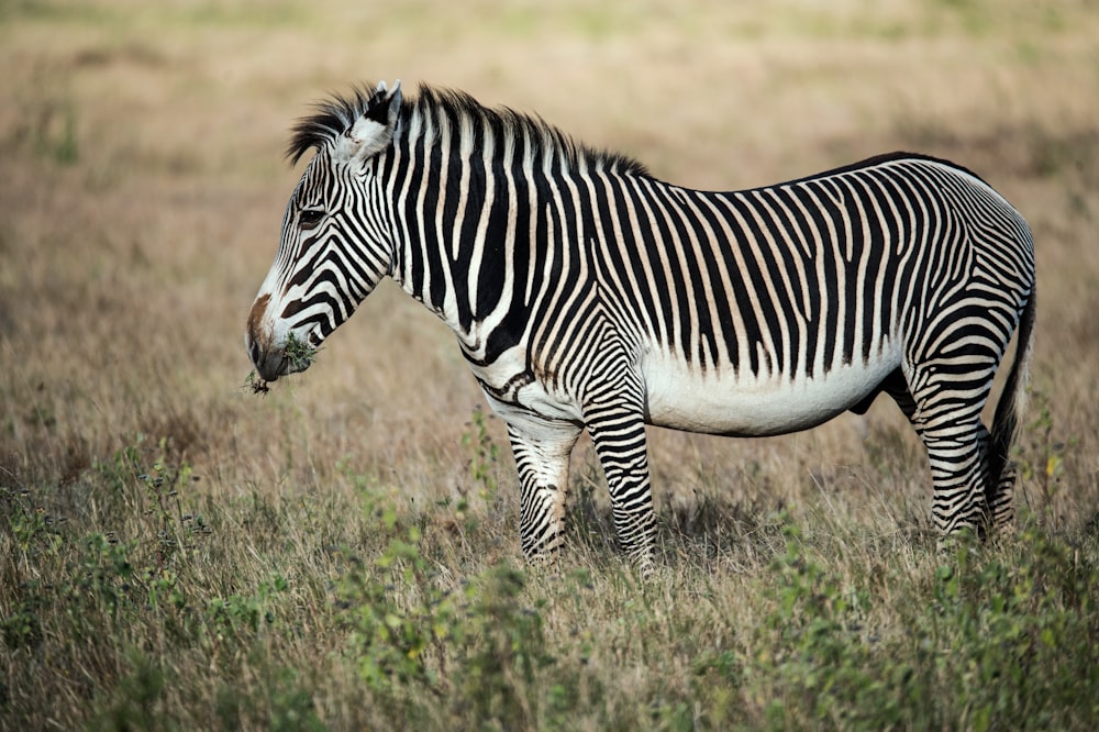 fotografia a fuoco superficiale della zebra