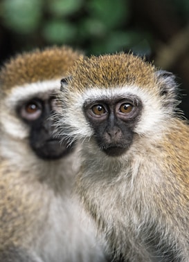 Two vervet monkeys with expressive faces, featuring striking eyes and detailed fur textures, sit closely together. The background is softly blurred with hints of greenery.