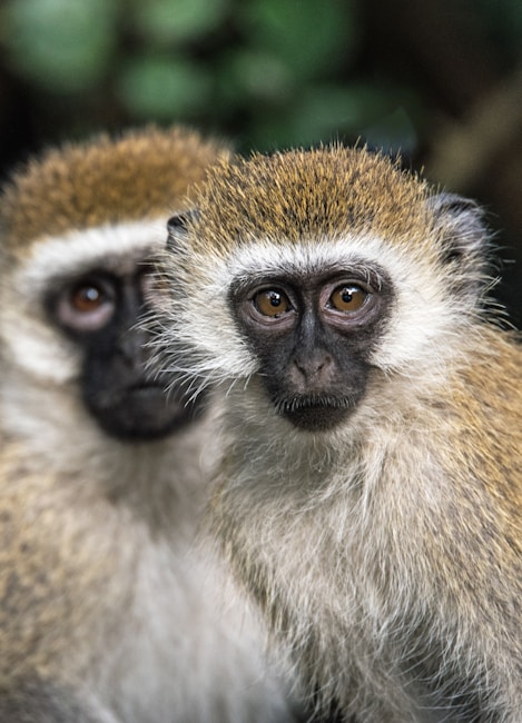 Two vervet monkeys with expressive faces, featuring striking eyes and detailed fur textures, sit closely together. The background is softly blurred with hints of greenery.