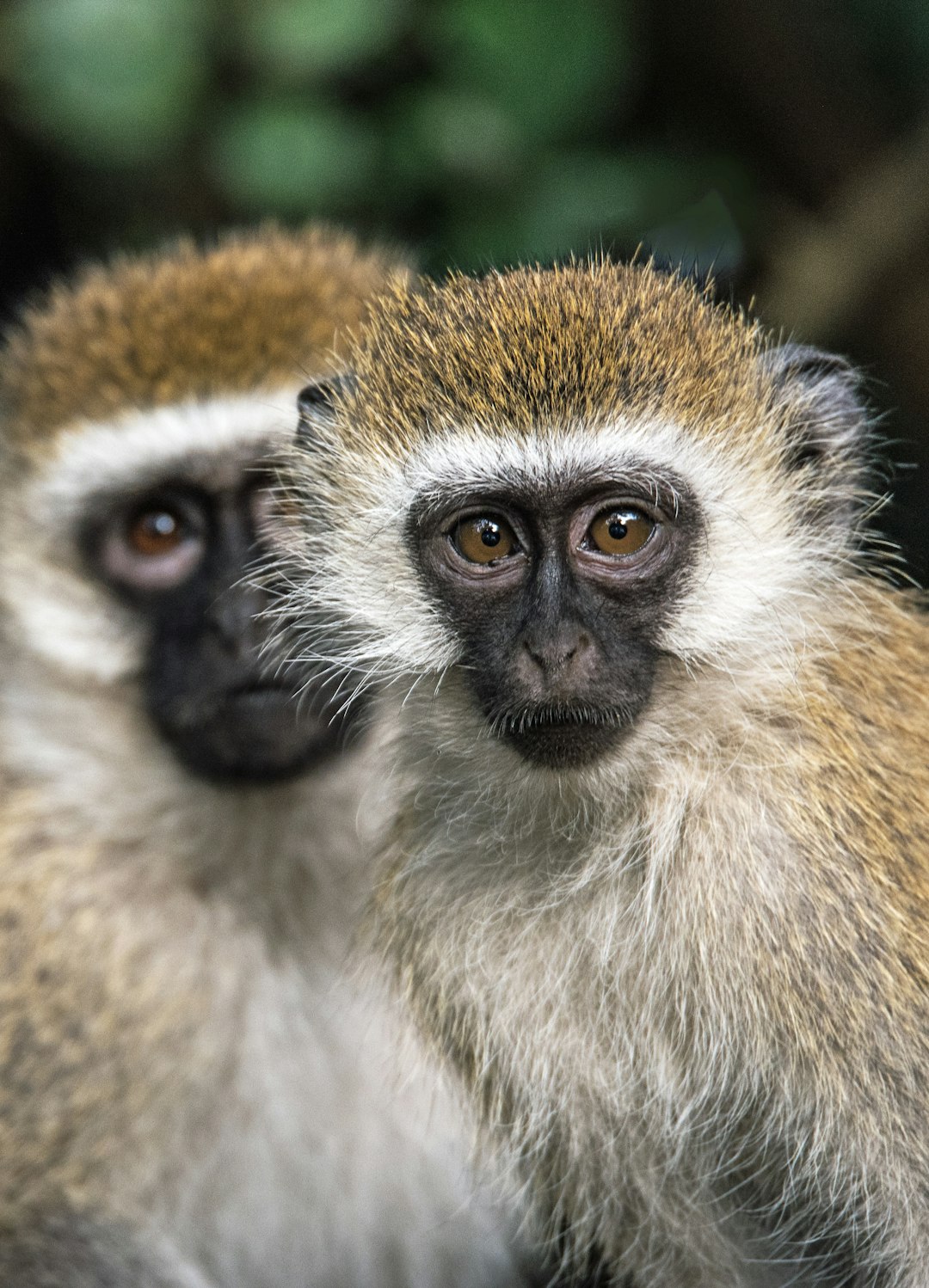 Wildlife photo spot Macushla House Ltd Nairobi