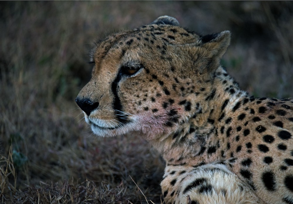 shallow focus photography of cheetah