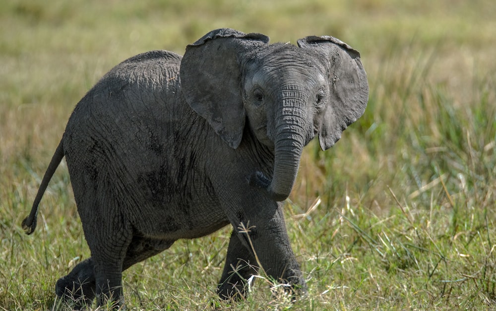 éléphant noir debout sur l’herbe