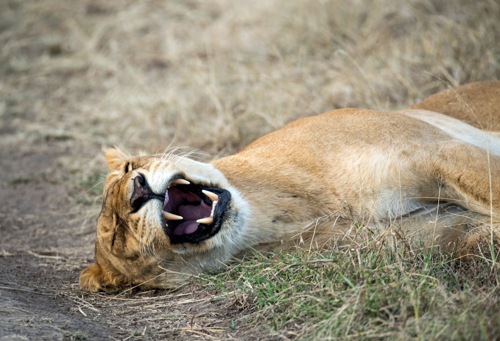 brown animal lying on grass