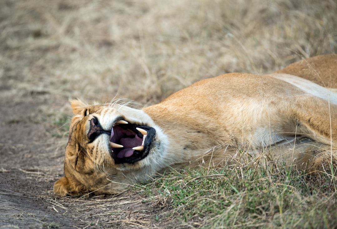 travelers stories about Wildlife in Masai Mara National Reserve, Kenya