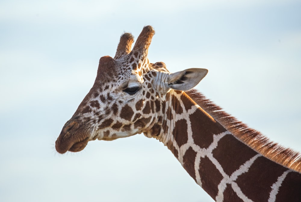 Foto de primer plano de jirafa marrón y blanca