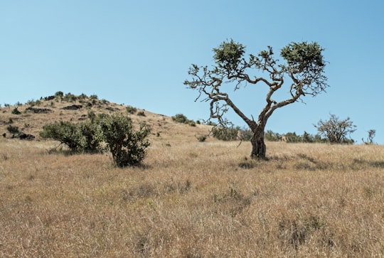 tree surrounded with brown grasses in Lewa Wildlife Conservancy Kenya
