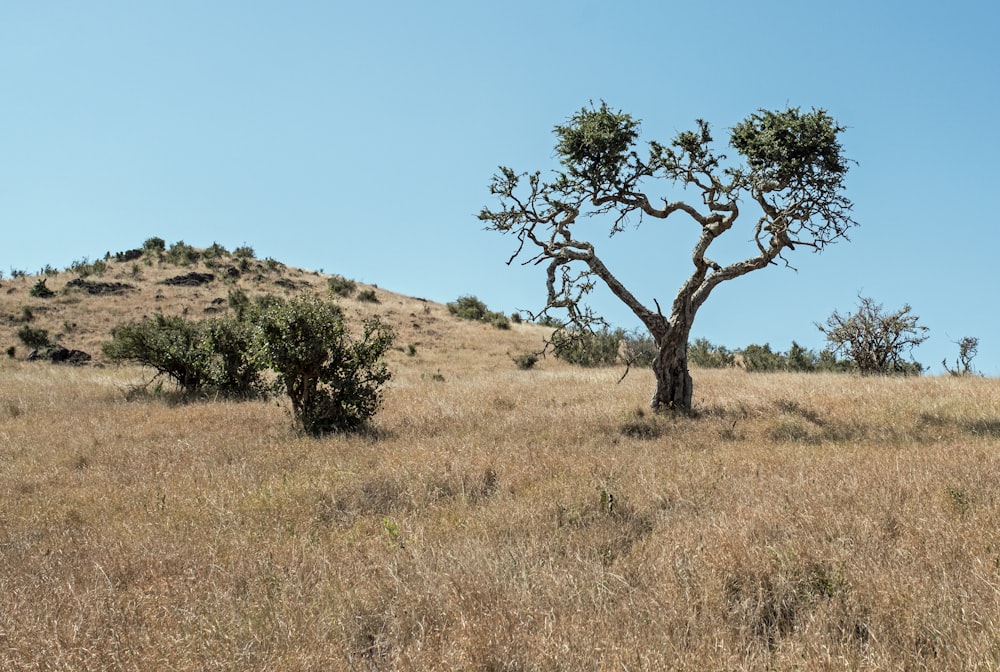 árbol rodeado de hierbas marrones