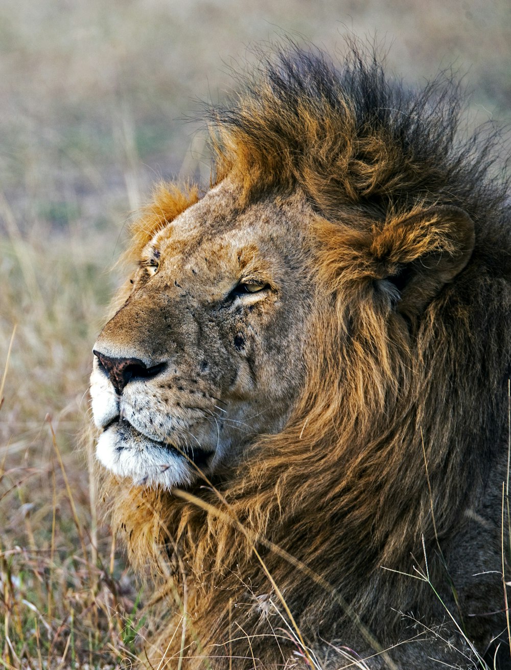 Flachfokusfotografie von männlichen Löwen