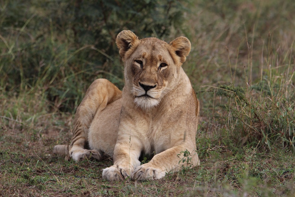 brown lioness on field