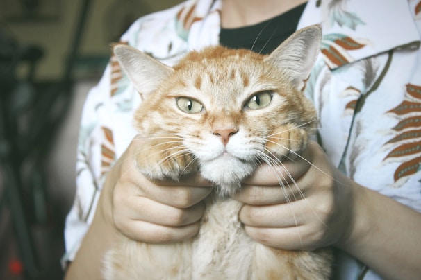 A volunteer gently holding a rescued cat with a soft smile.