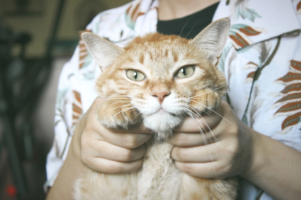 person holding orange tabby cat