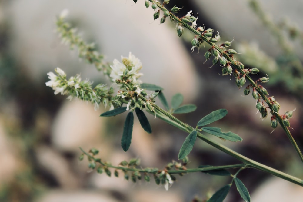 selective focus photography of white flowers at daytime