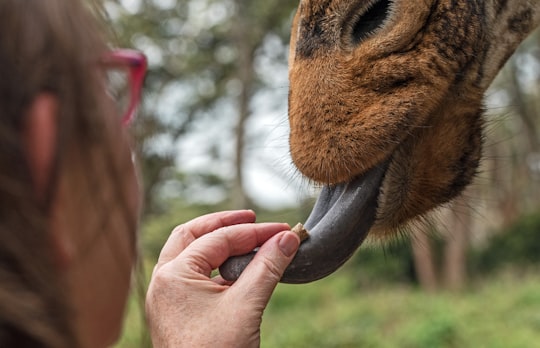 person putting pellet on tongue in Giraffe Centre Kenya