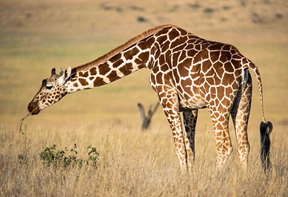 braune Giraffe frisst Gras