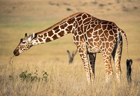 brown Giraffe eating grass in Lewa Wildlife Conservancy Kenya