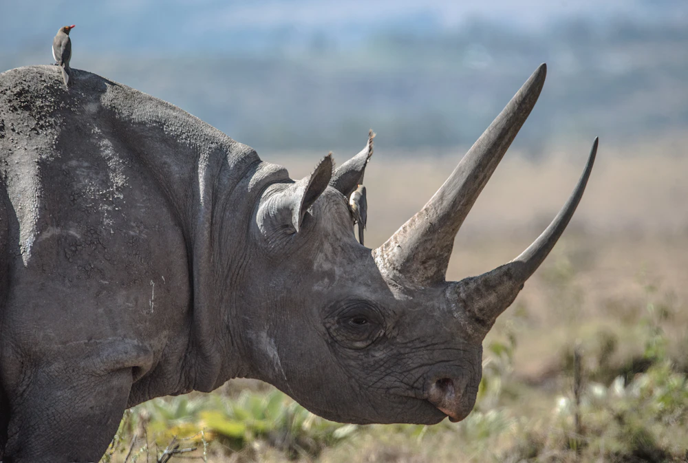 A black rhino standing in the grass